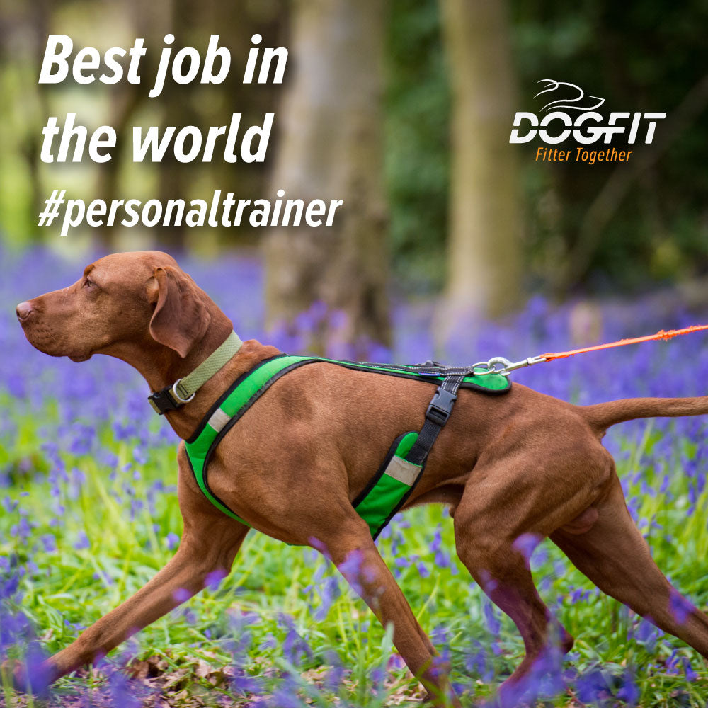 Canicross Taster Session 1-1 with our Certified DogFit Trainer