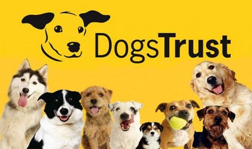 Brighton Half Marathon - Why I’m Fundraising for Dogs Trust