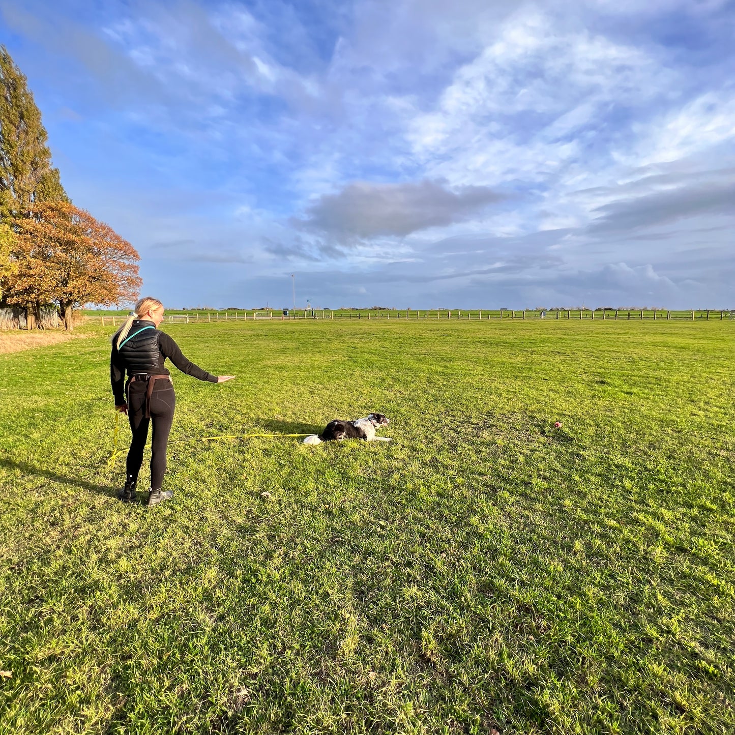 Dog Training Consultation