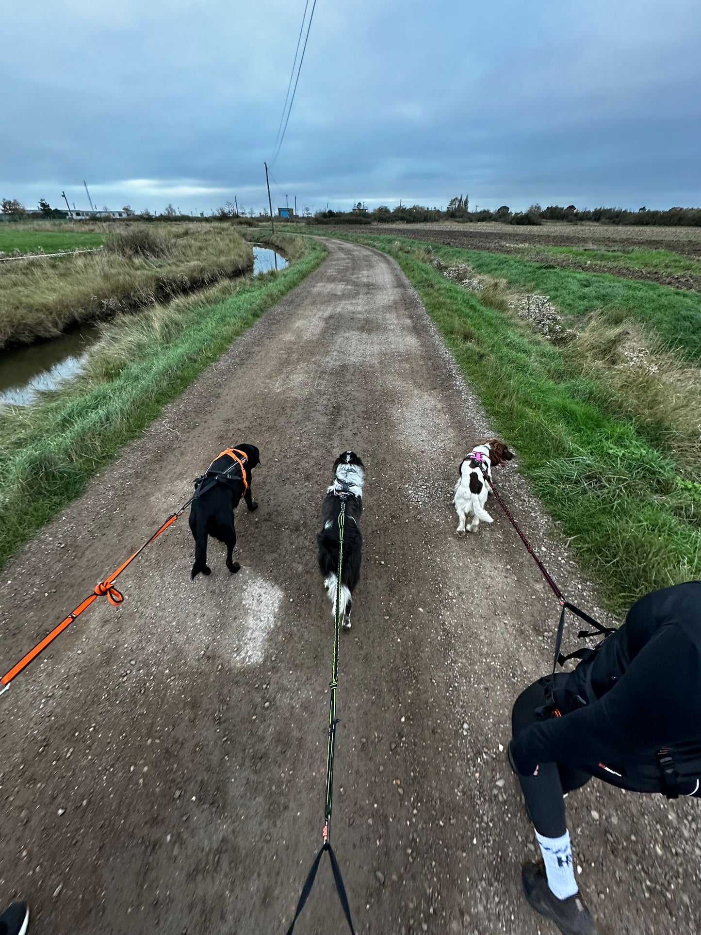 Canicross Running Session 🏃 🐾